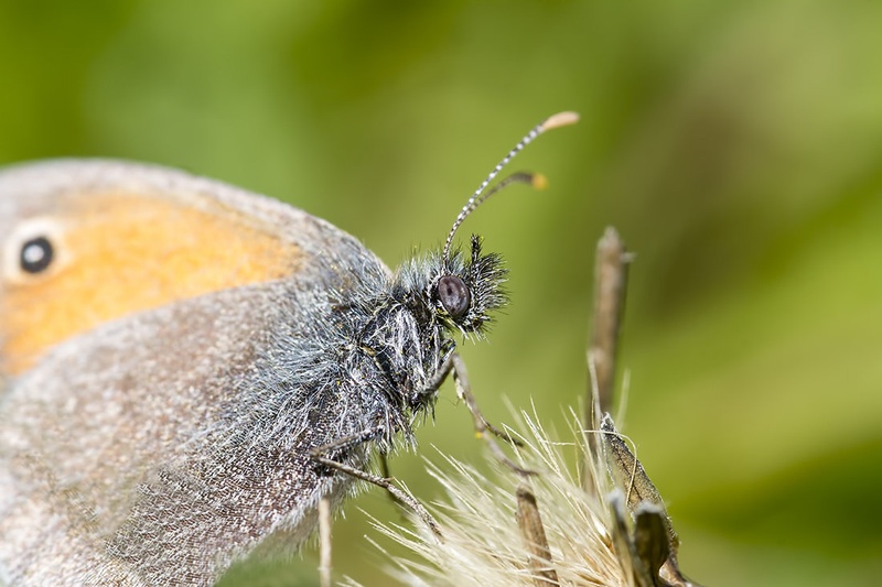 The butterfly by Matic Zalaznik