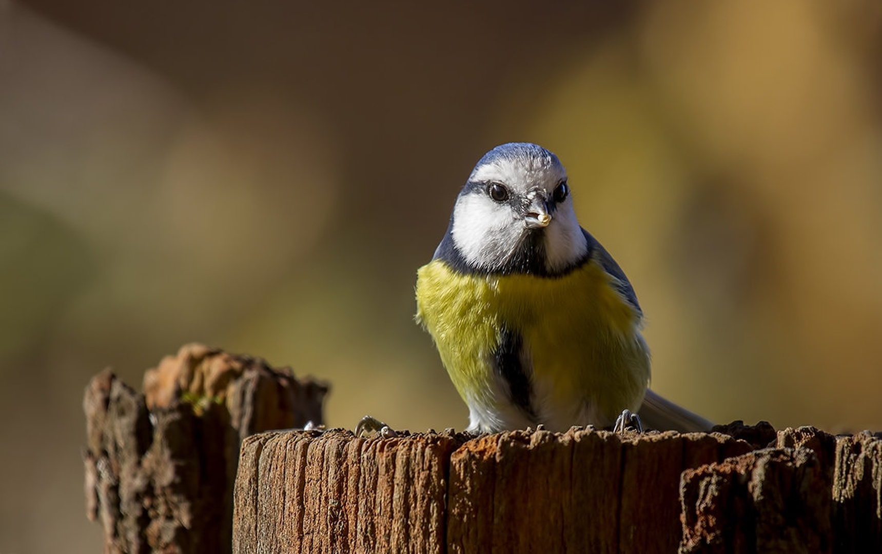 Parus caeruleus- plavček by Matic Zalaznik