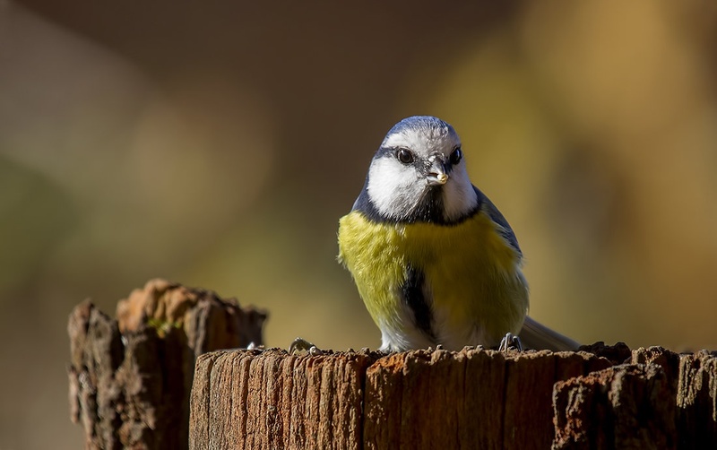 Parus caeruleus- plavček by Matic Zalaznik