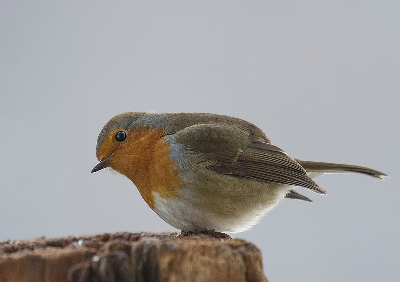 Taščica-Erithacus rubecula by Matic Zalaznik