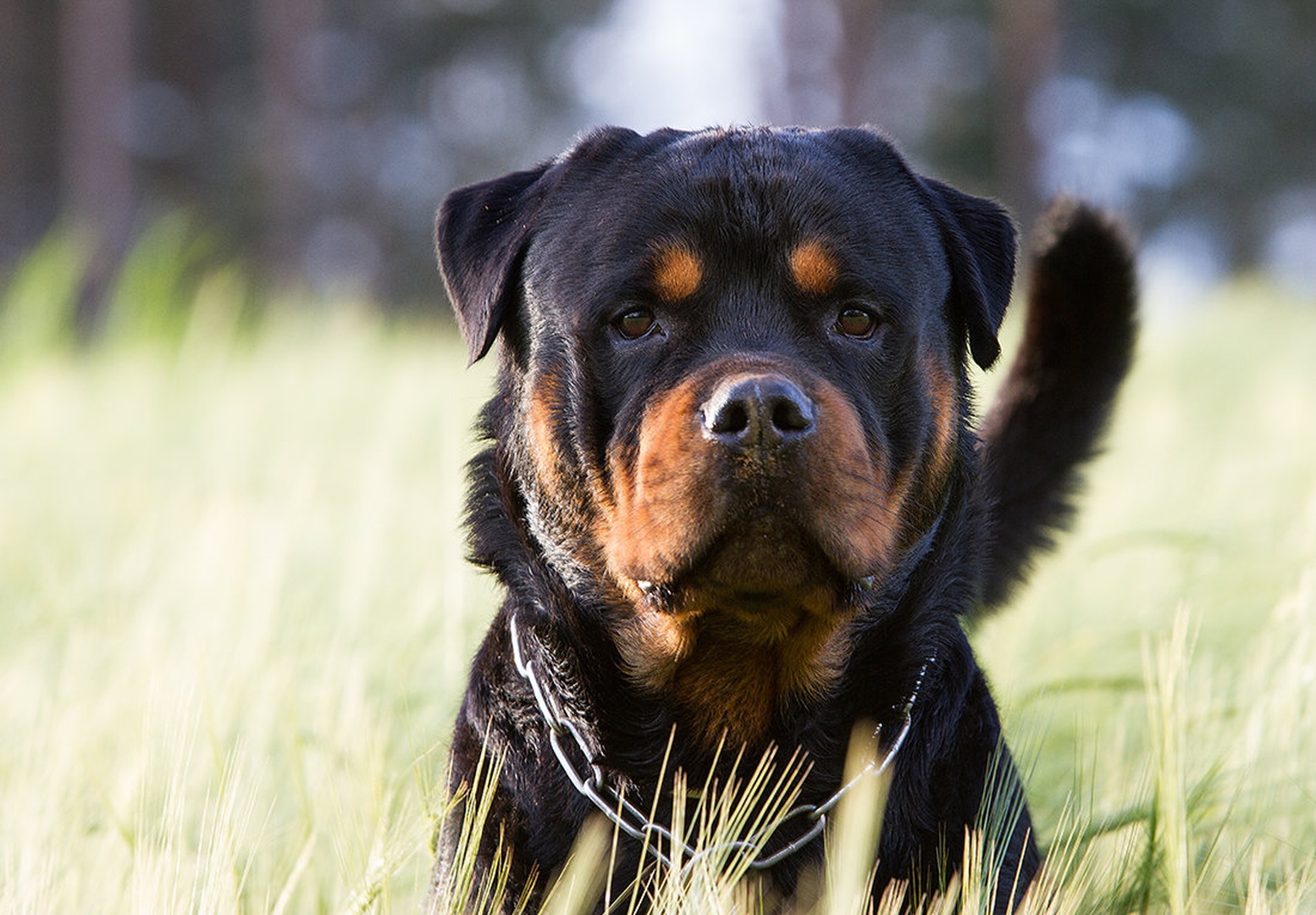 Man's best friend by Matic Zalaznik