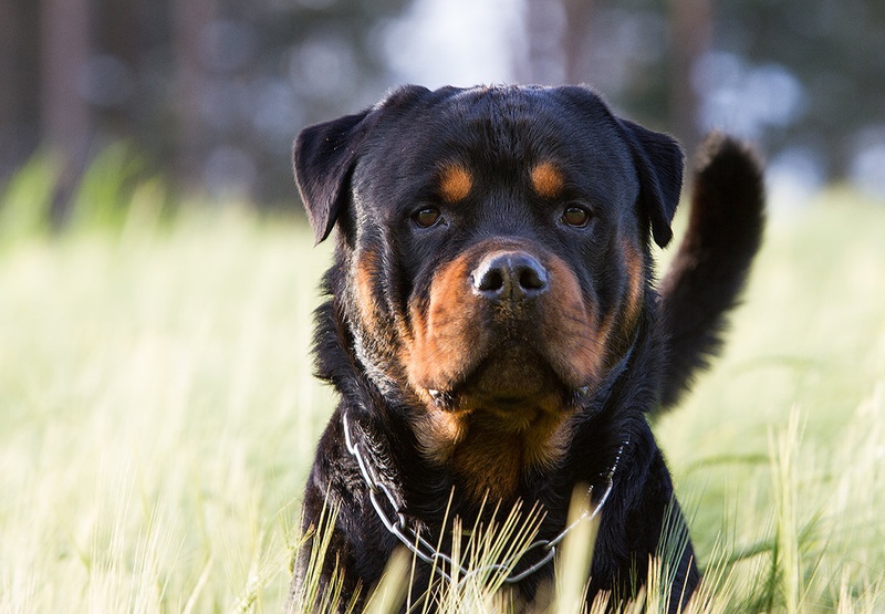 Man's best friend by Matic Zalaznik