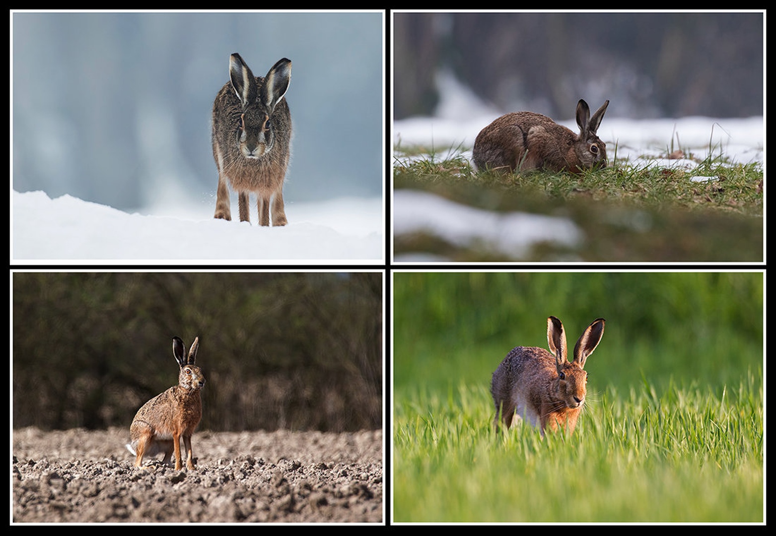 4 letni časi by Matic Zalaznik