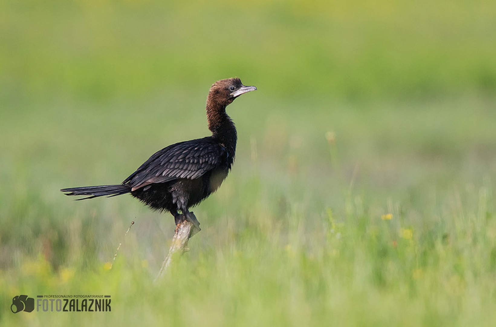 Za boljšo rast zelenja by Matic Zalaznik