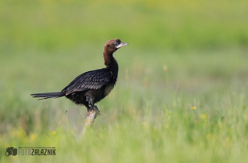 Za boljšo rast zelenja by Matic Zalaznik