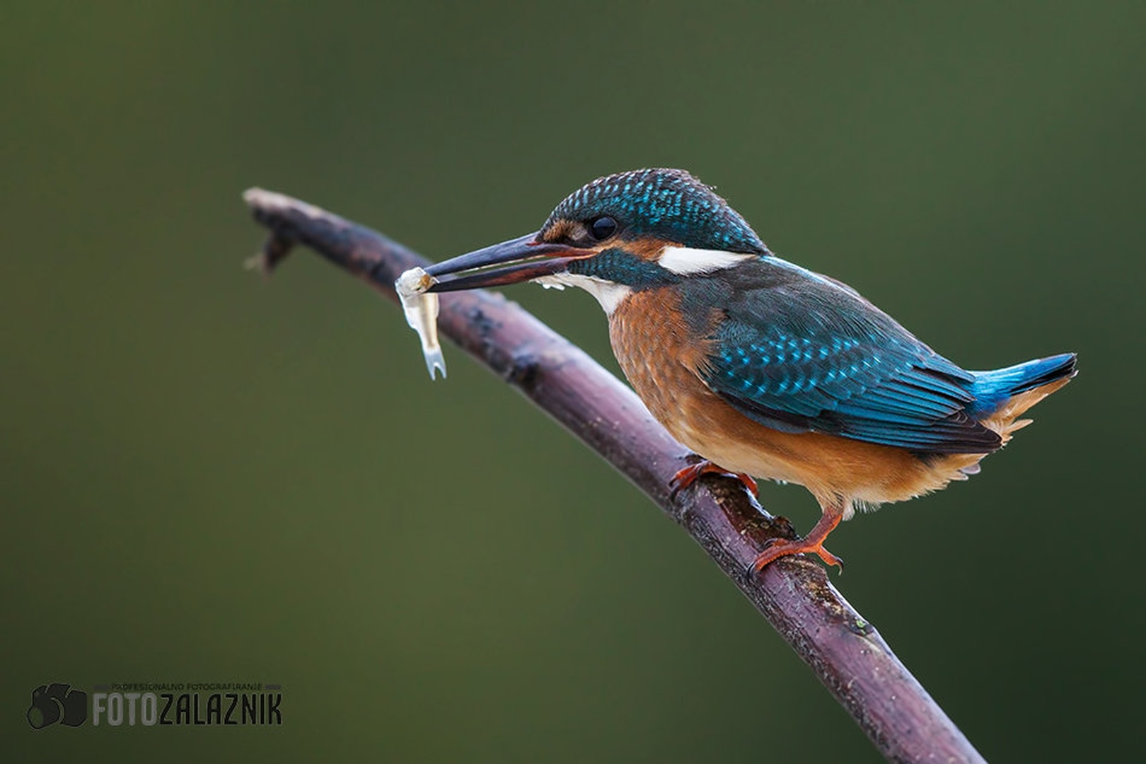 Pregovor... by Matic Zalaznik