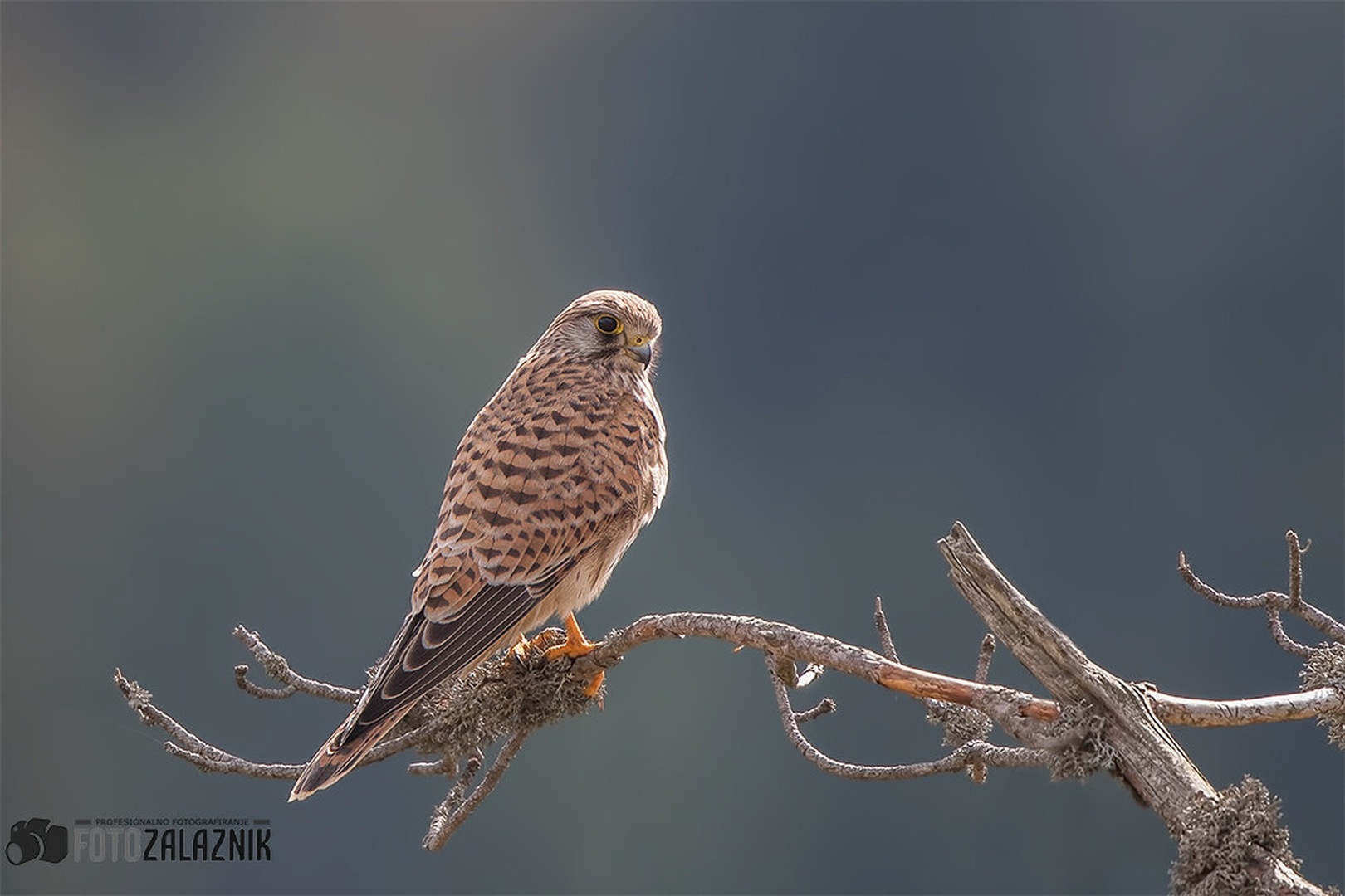 Postovka - Falco tinnunculus by Matic Zalaznik