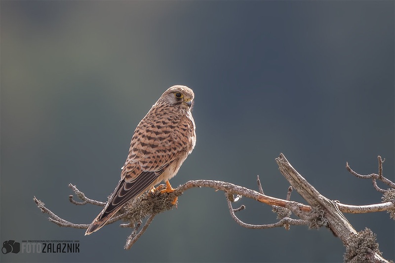 Postovka - Falco tinnunculus by Matic Zalaznik
