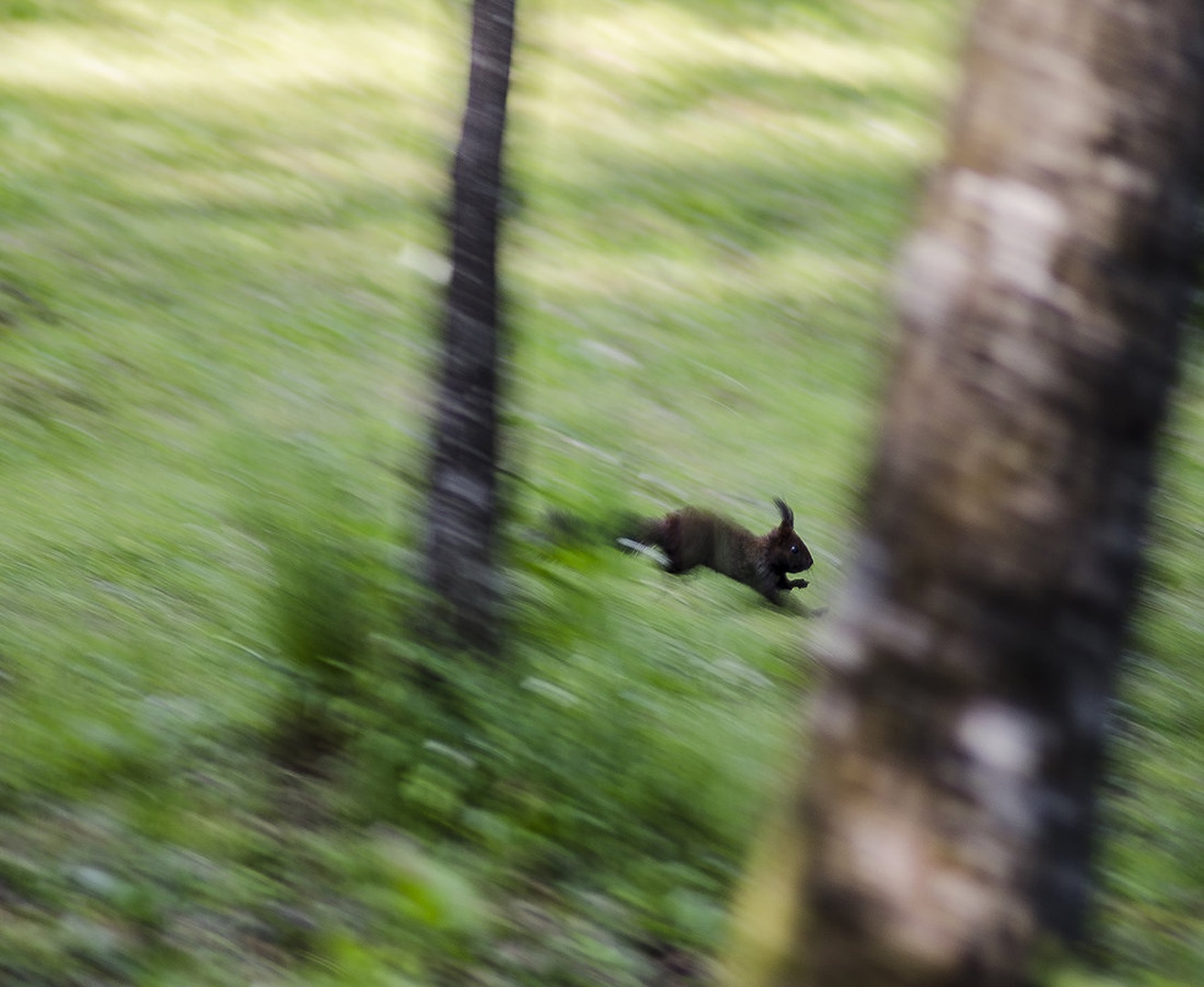 running squirrel by Matic Zalaznik