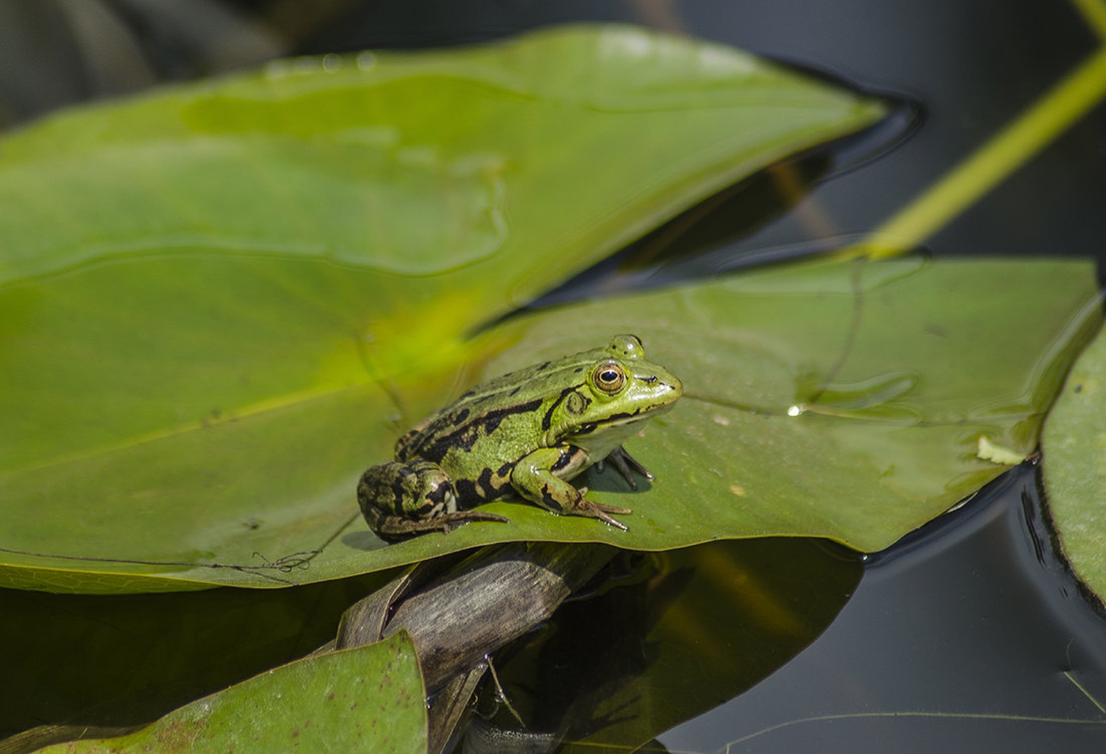 Frogy by Matic Zalaznik