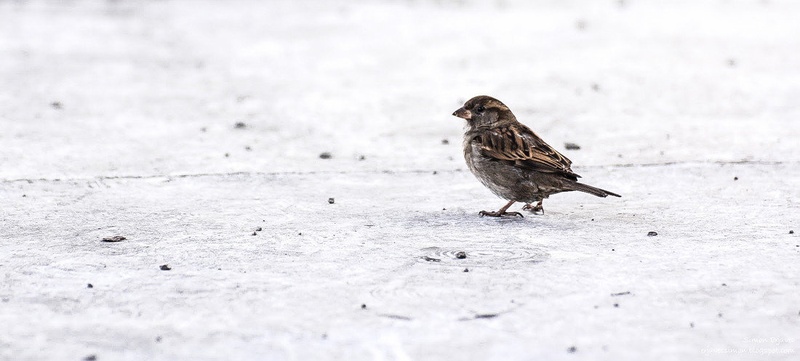 Passer domesticus by Simon Erjavec