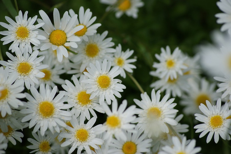 MARJETE by Štefan Čuka
